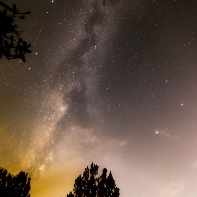 Looking up at the clear night sky with trees in foreground.