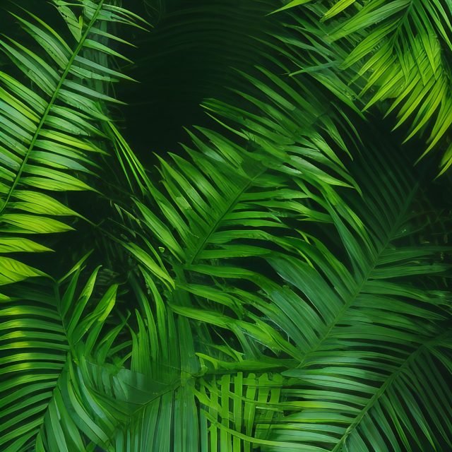 Tropical Rainforest Palm Frond Background Free Stock Photo