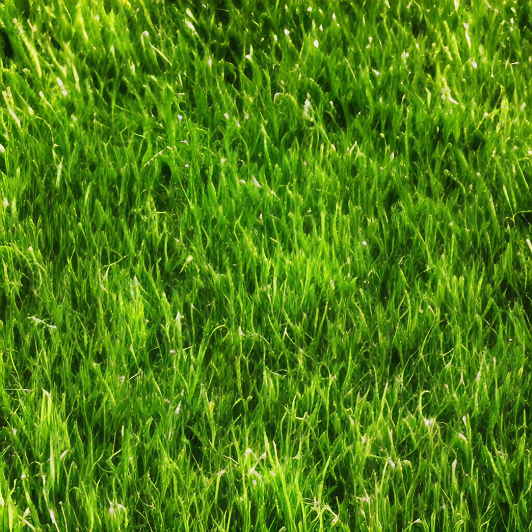 Healthy Green Grass Close Up Free Stock Photo