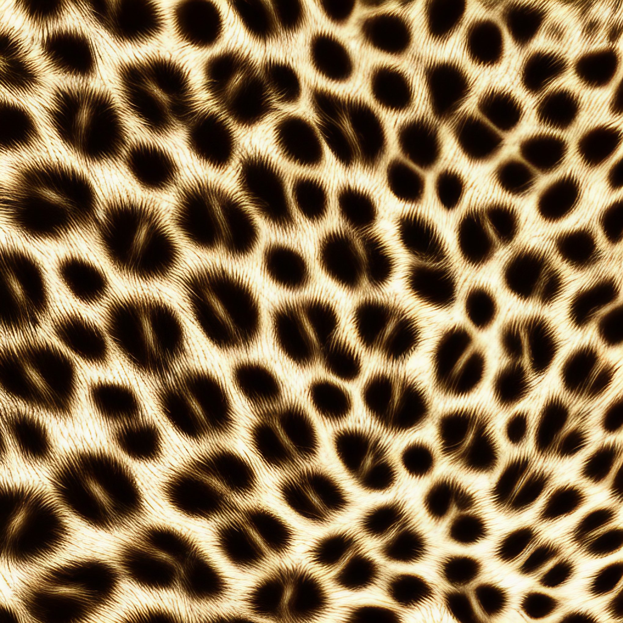 Leopard Spots Animal Print Free Stock Image