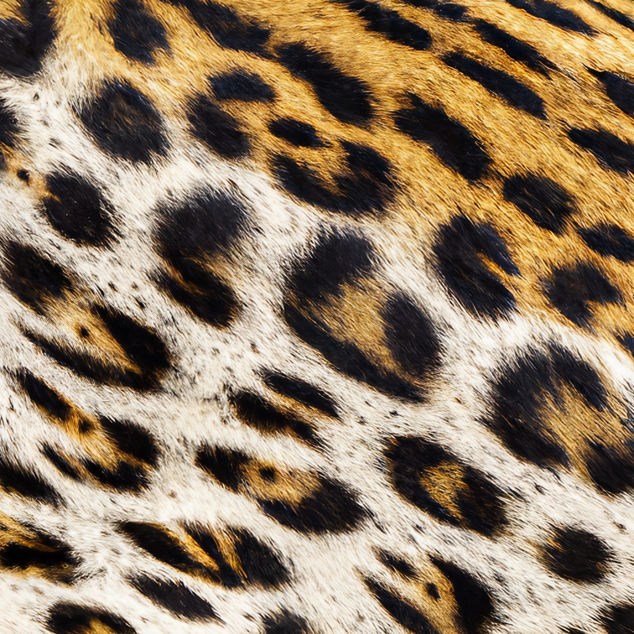 Jaguar Animal Print Close up Free Stock Image Download