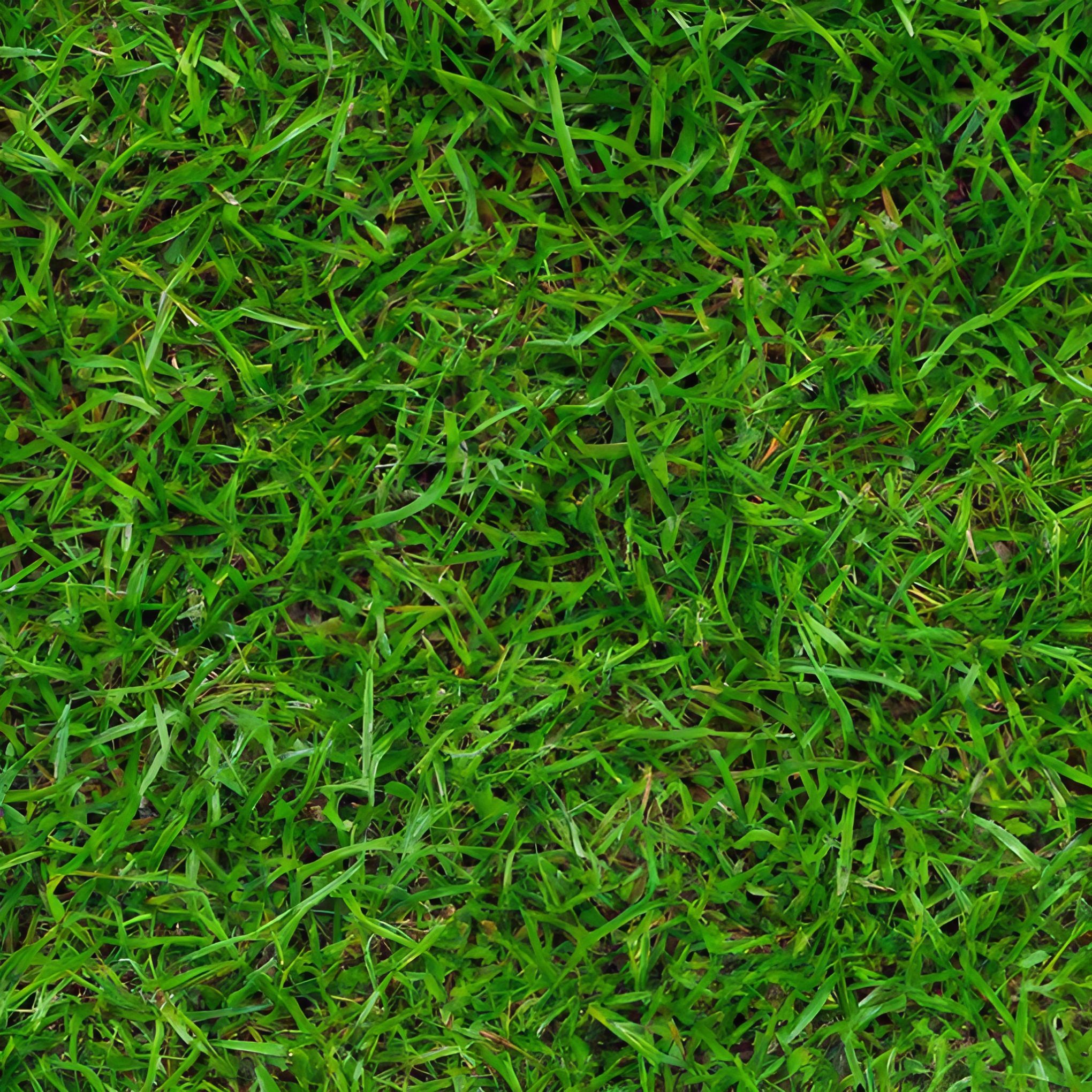 Close Up of Lawn Grass