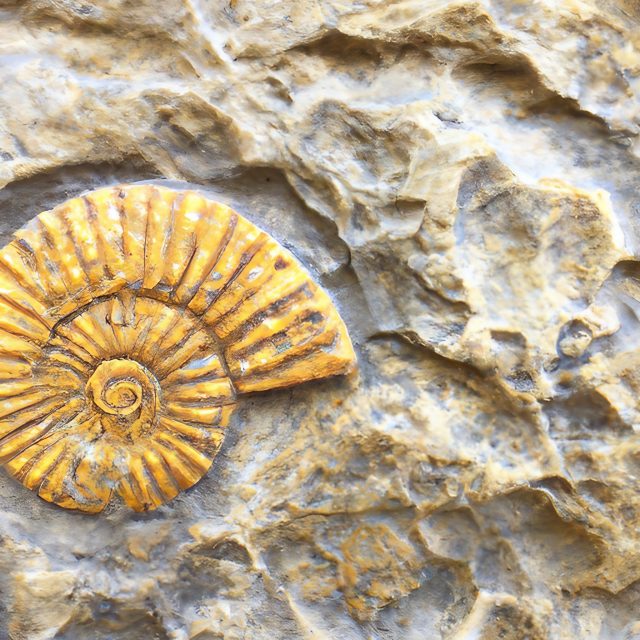 Ammonite Fossil in rock Free Image Download