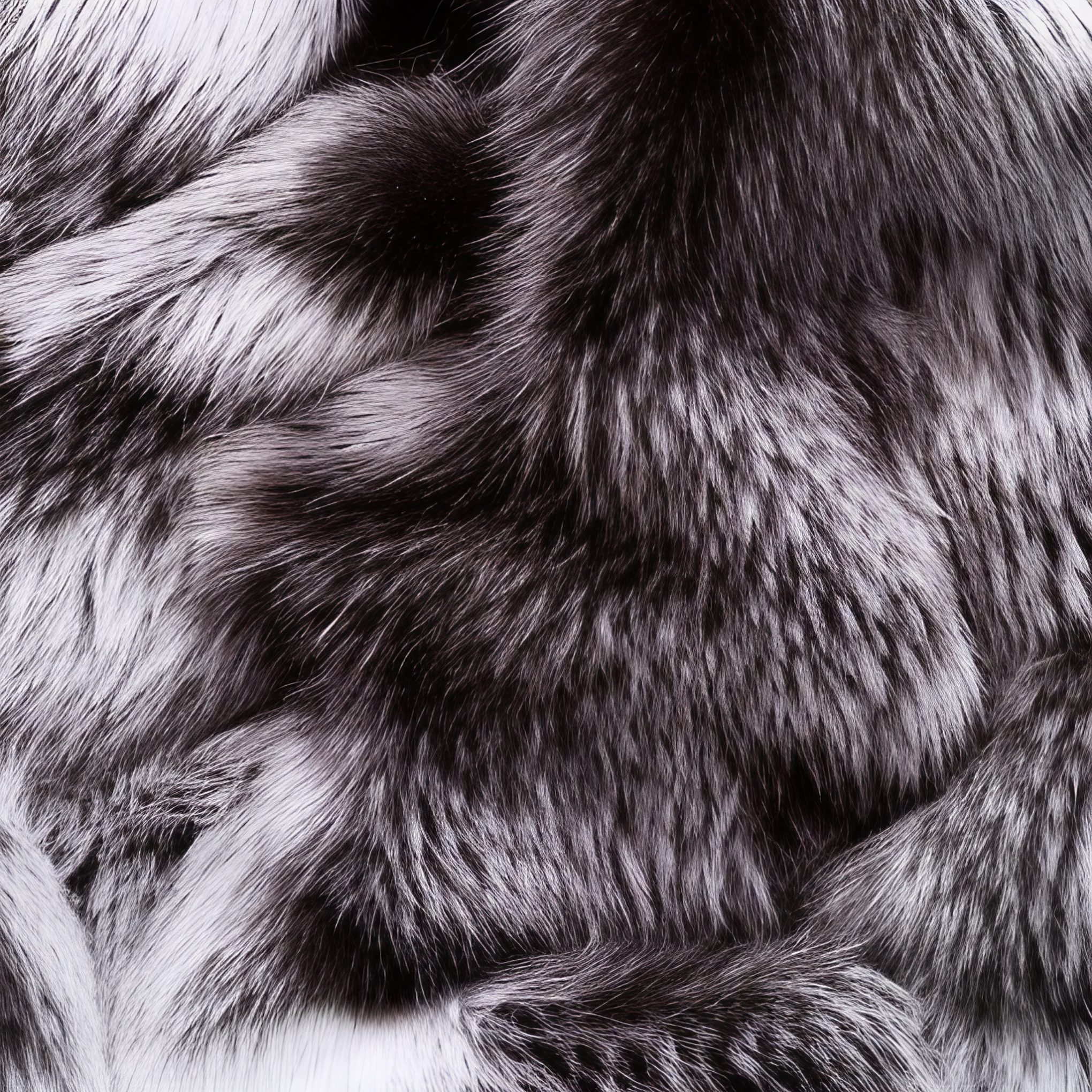 Royalty Free Stock Image of Chinchilla Fur close up, Free Download